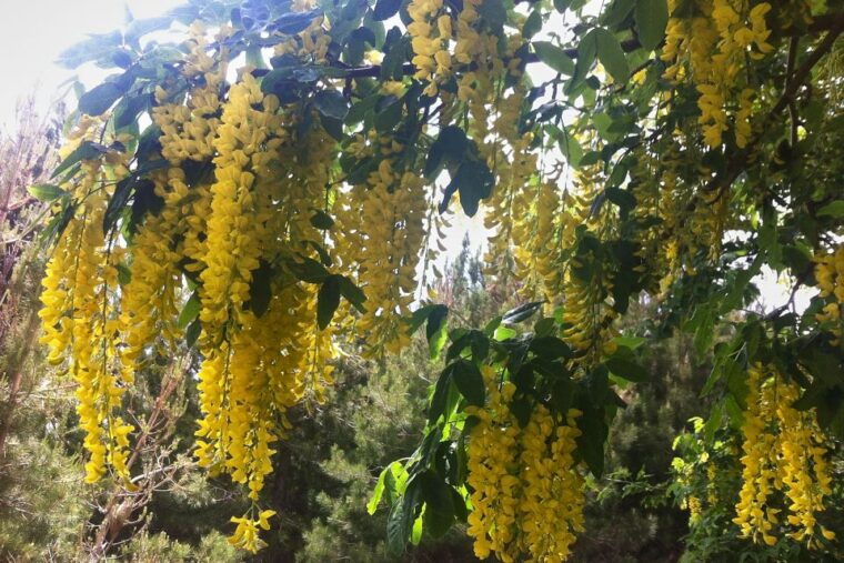 from-catania-mount-etna-half-day-tour-and-wine-experience