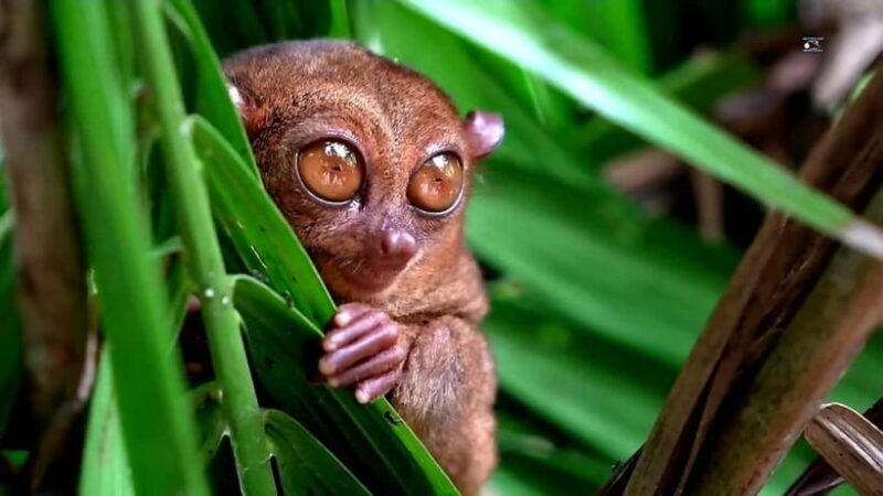 From Cebu: Bohol Countryside & Buffet Lunch Exclusive Tour - Key Points