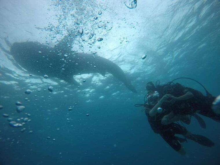 from-cebu-city-scuba-diving-adventure-with-whale-sharks