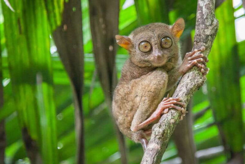 from-cebu-day-trip-to-bohol-highlights