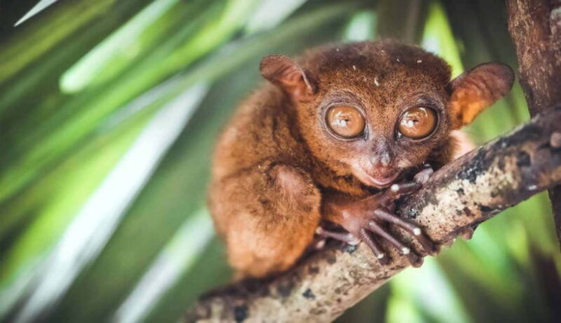 from-cebu-full-day-bohol-excursion