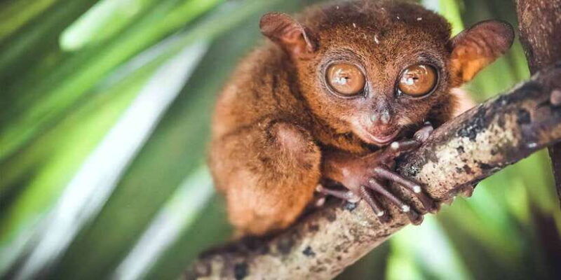 from-cebu-full-day-bohol-excursion