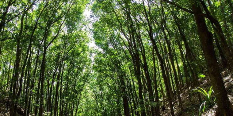 from-cebu-full-day-bohol-excursion