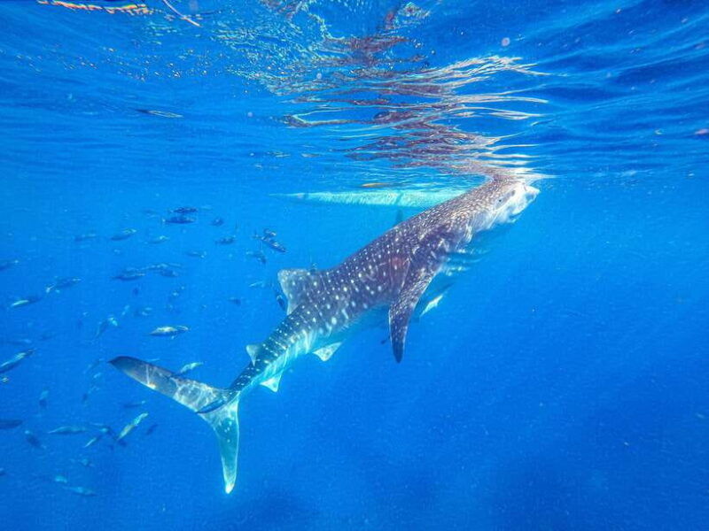 from-cebu-whale-shark-snorkeling-kawasan-canyoning-tour