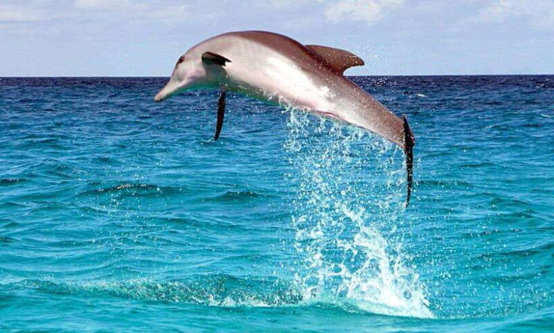 from-cebupamilacan-virgin-island-dolphin-watching-lunch
