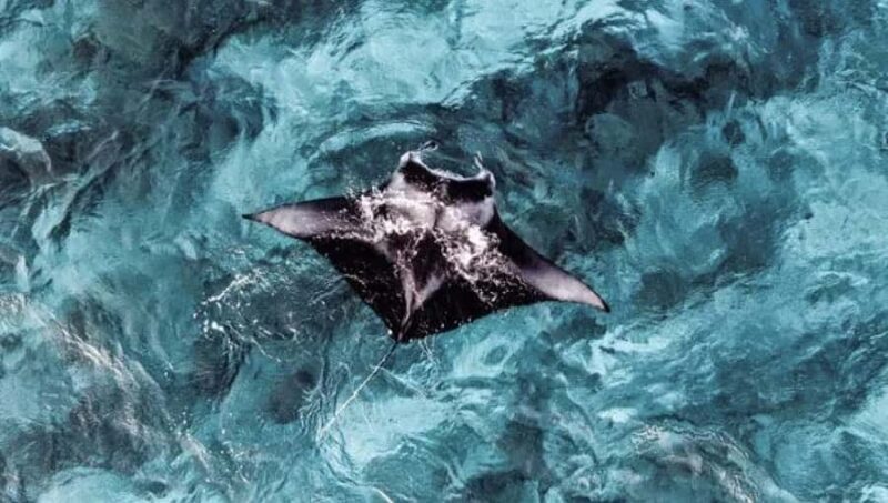 From Ceningan: Snorkeling with Manta Rays & Land Tour - An overview of the experience