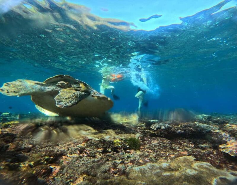 From Ceningan: Snorkeling with Manta Rays & Land Tour - The Sum Up: Is This Tour Right For You?