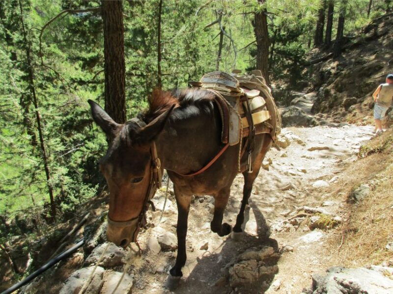 from-chania-full-day-samaria-gorge-trek-excursion-guide