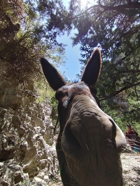 From Chania: Guided Tour to Loutro (Boat tickets Included) - Who Is This Tour Best Suited For?