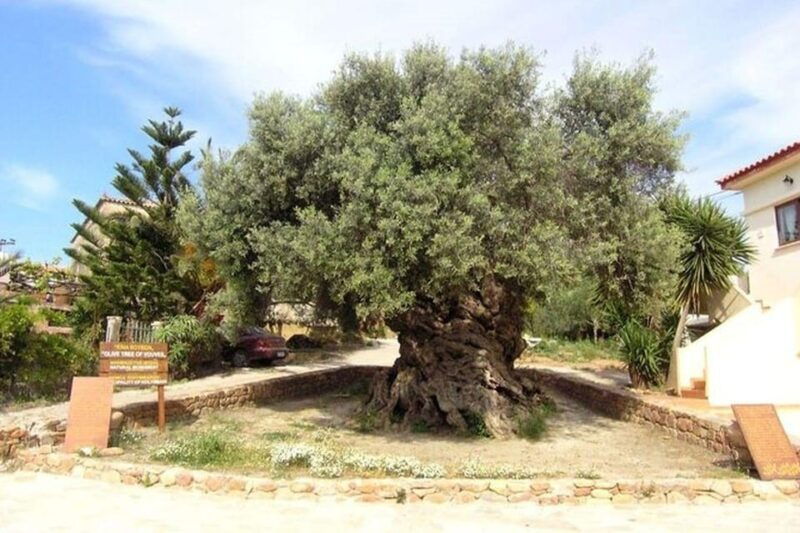 from-chania-olive-oil-wine-cheese-honey-tasting-tour