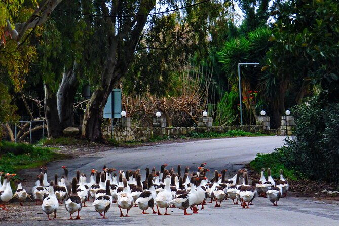 from-chania-rethymno-kournas-lake-olive-oil-tasting-tour