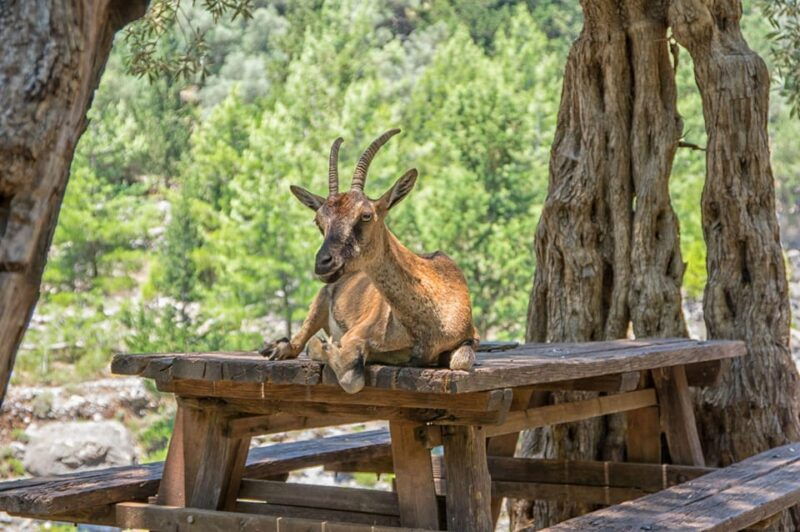 from-chania-samaria-gorge-with-professional-hiking-guide