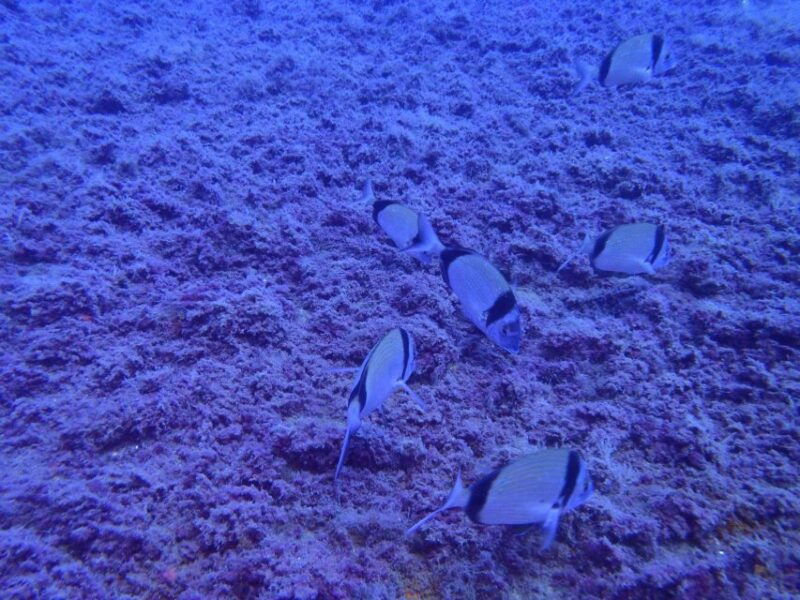 from-chania-scuba-diving-for-beginners