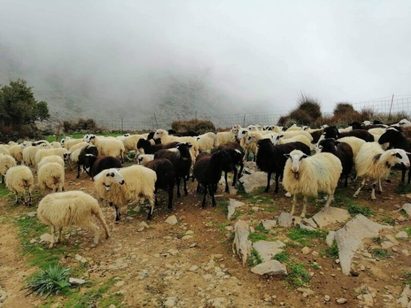 from-chania-white-mountains-land-rover-safari