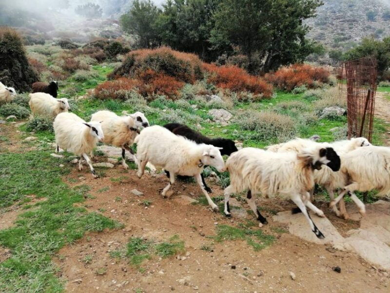 from-chania-white-mountains-land-rover-safari