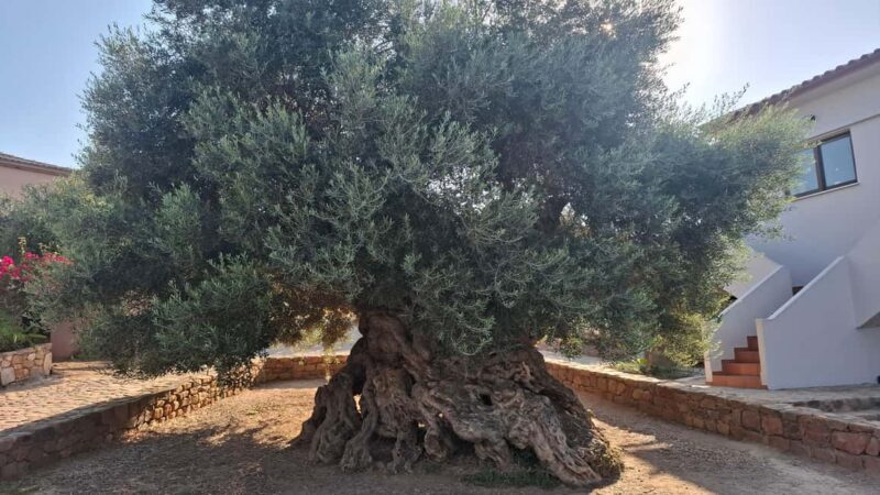 From Chania: Wine, Honey & Olive Oil Private Tour - The Itinerary and What You Can Expect