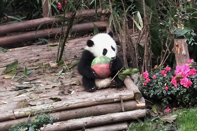 From Chengdu: Giant Pandas And Huanglongxi Ancient Town In One Day - Key Points