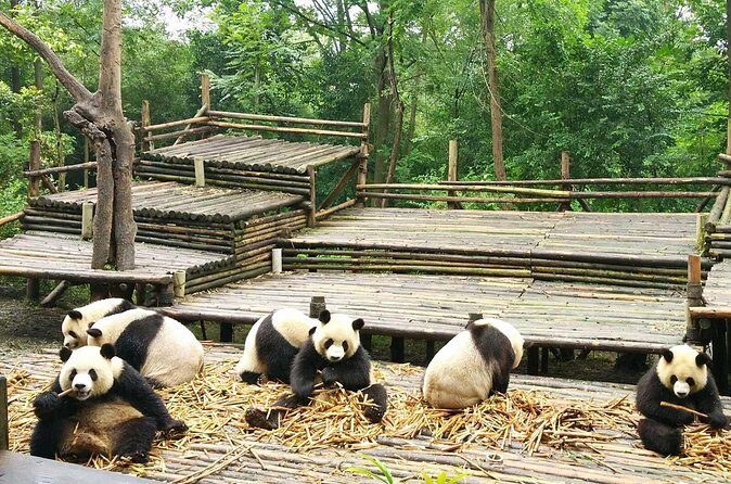 From Chengdu: Giant Pandas And Huanglongxi Ancient Town In One Day - Practical Tips for Making the Most of the Tour