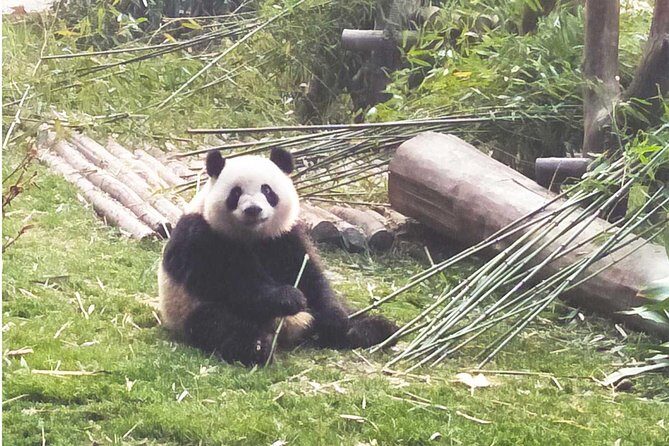 From Chengdu: Giant Pandas And Huanglongxi Ancient Town In One Day - Who Should Consider This Tour?