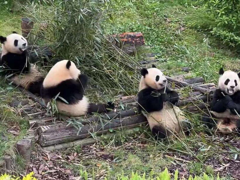 from-chengdu-leshan-giant-buddha-and-panda-base-day-trip