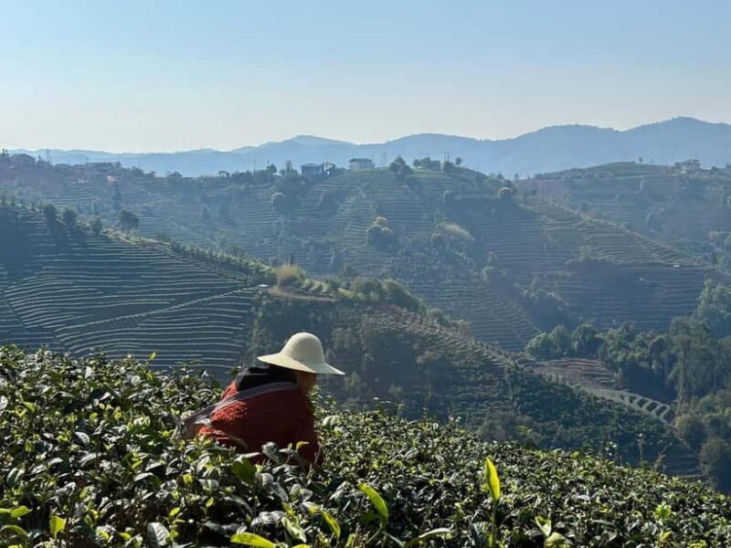 From Chengdu: Tea Garden, Bamboo Weaving & Ancient Town Tour - Key Points