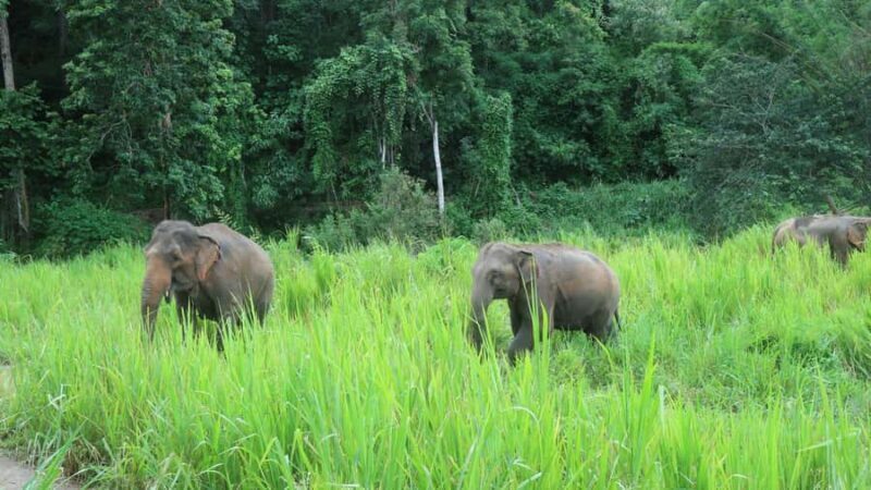 From Chiang Mai: 2-Day Trek with Hill Tribe Stay & Elephants - What Makes This Tour Special?