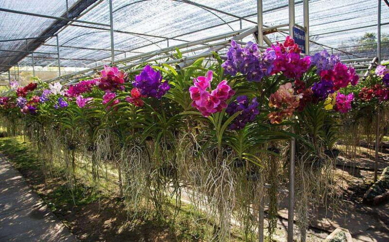 from-chiang-mai-chiang-dao-cave-5-hill-tribe-villages