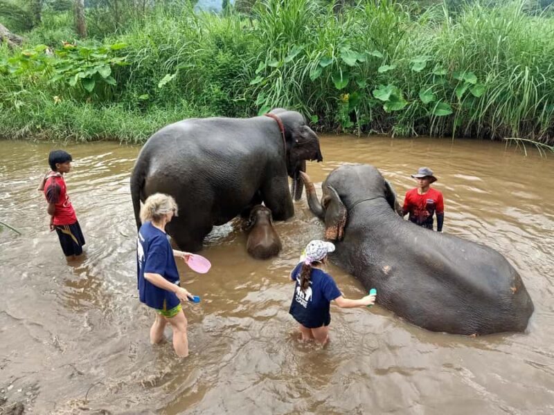 From Chiang Mai: Chiang Mai Elephant Care Morning Program - Key Points
