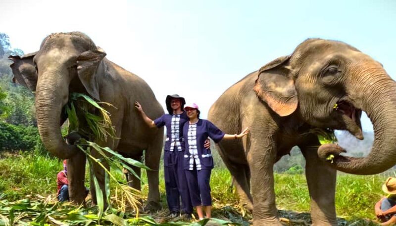From Chiang Mai: Chiang Mai Elephant Care Morning Program - What to Expect on the Tour