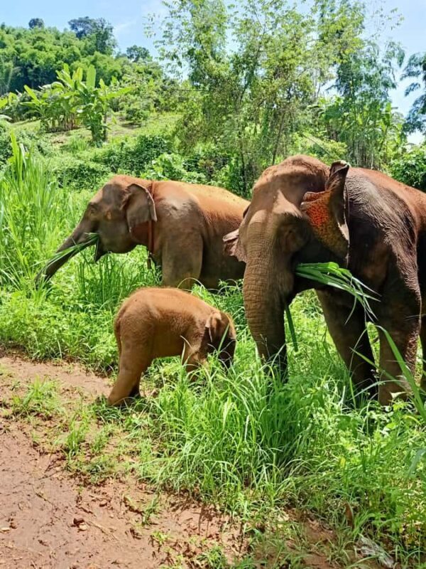 From Chiang Mai: Chiang Mai Elephant Care Morning Program - Who Will Love This Tour?