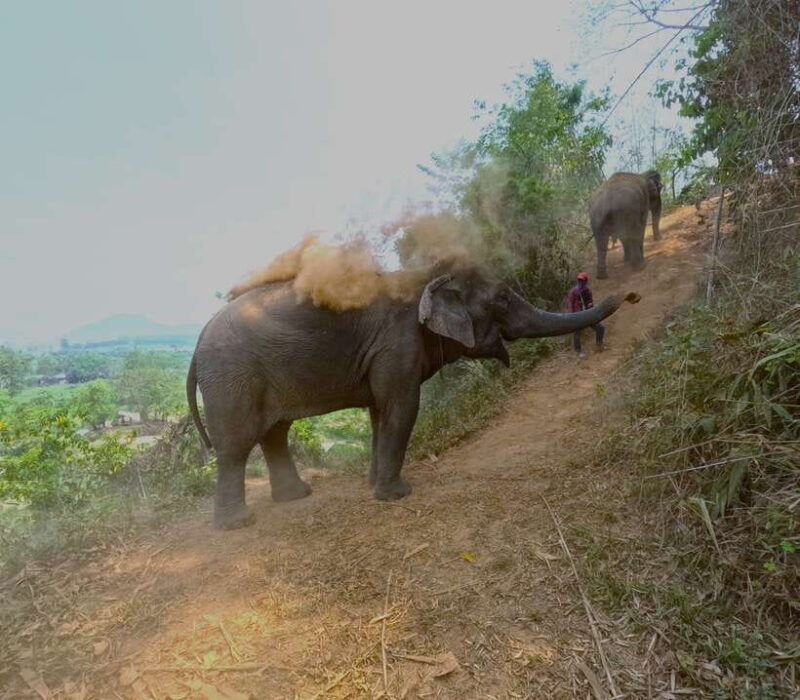 from-chiang-mai-chiang-mai-elephant-care-morning-program