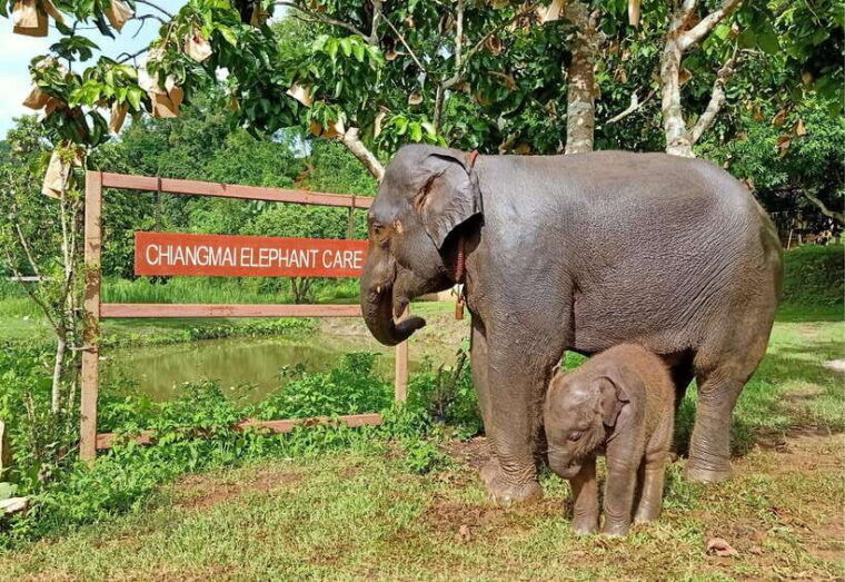 from-chiang-mai-chiang-mai-elephant-care-morning-program