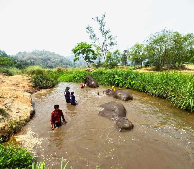 from-chiang-mai-chiang-mai-elephant-care-morning-program