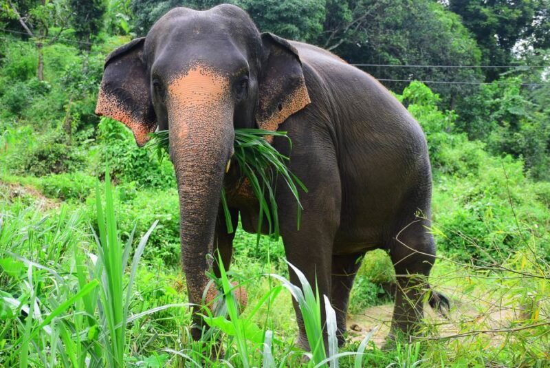 from-chiang-mai-elephant-care-program-and-nursery-tour