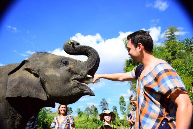 from-chiang-mai-elephant-care-program-and-nursery-tour