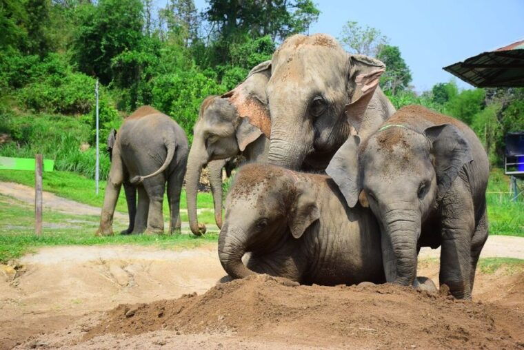 from-chiang-mai-elephant-care-program-and-nursery-tour