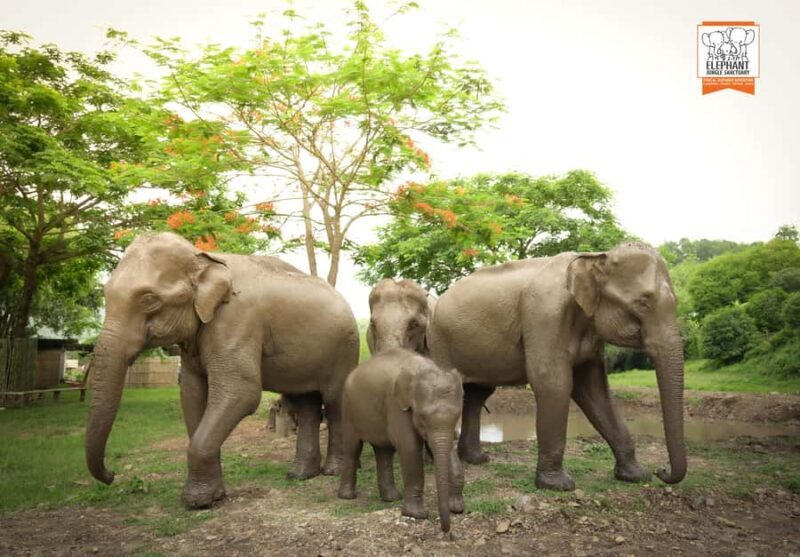 From Chiang Mai: Elephant Jungle Sanctuary Tour & Lunch - Key Points