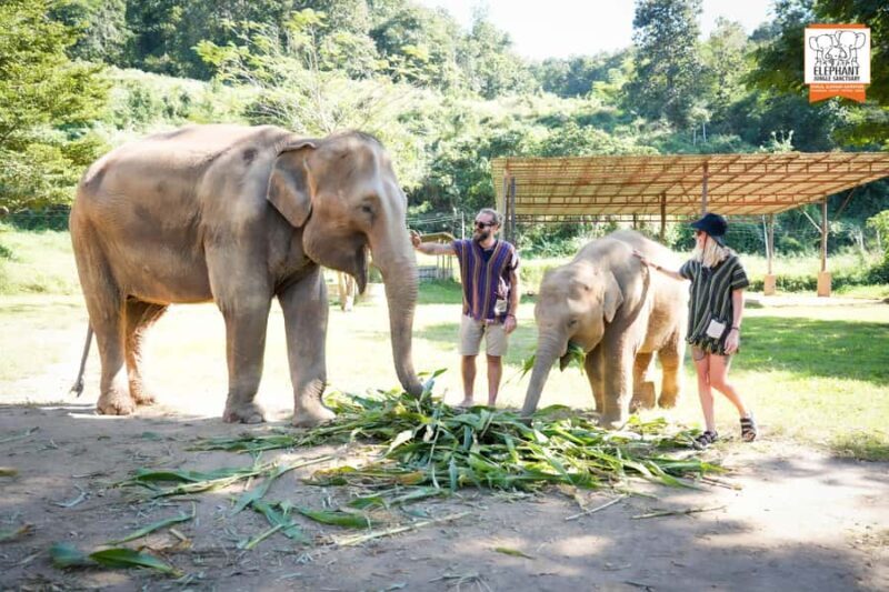 From Chiang Mai: Elephant Jungle Sanctuary Tour & Lunch - Final Thoughts