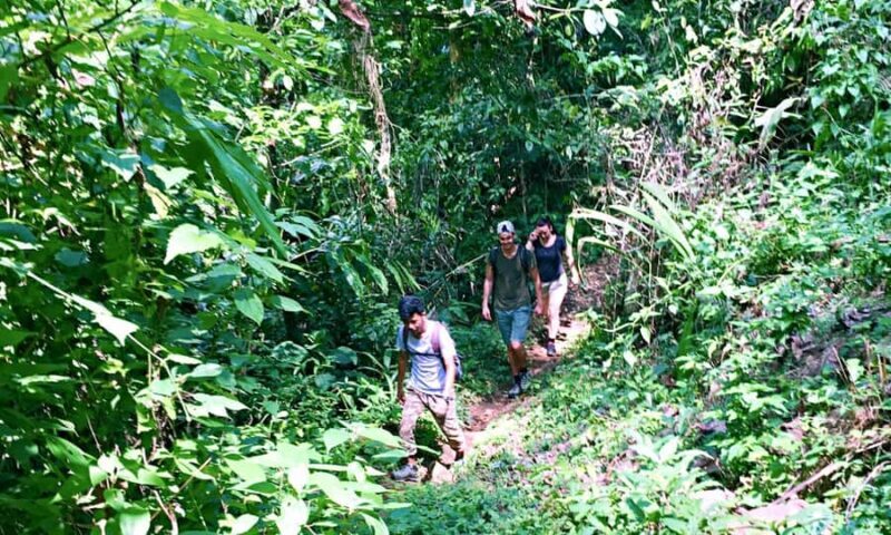 From Chiang Mai: High Mountain Day Trek - Lunch in the Jungle or Village