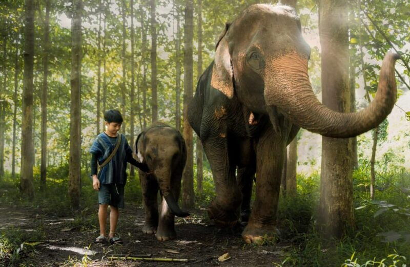 from-chiang-mai-kerchor-eco-elephant-park-tour