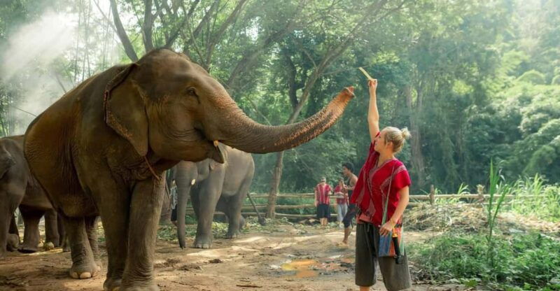from-chiang-mai-kerchor-eco-elephant-park-tour