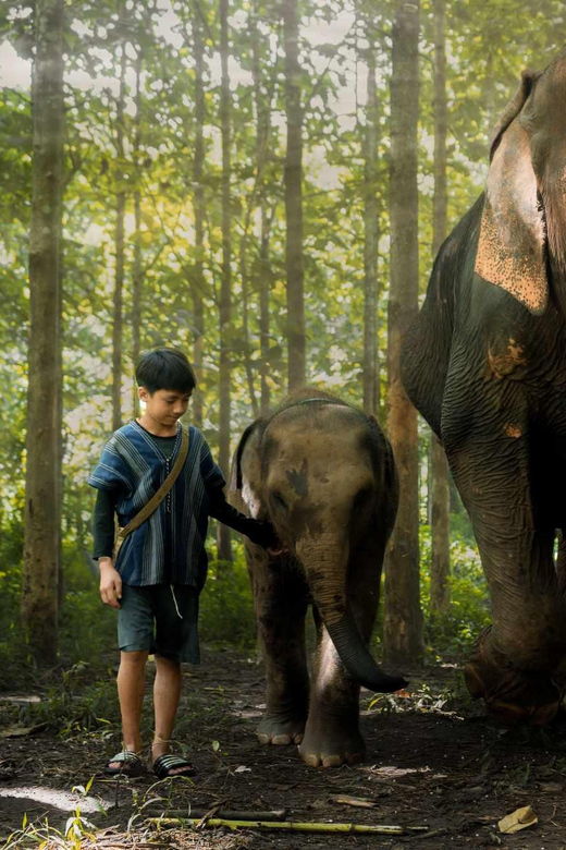 from-chiang-mai-kerchor-eco-elephant-park-tour