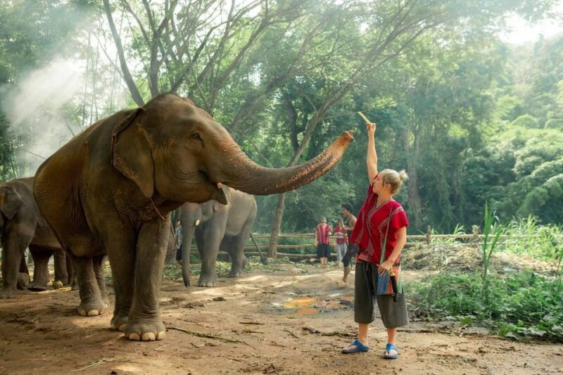 from-chiang-mai-kerchor-eco-elephant-park-tour
