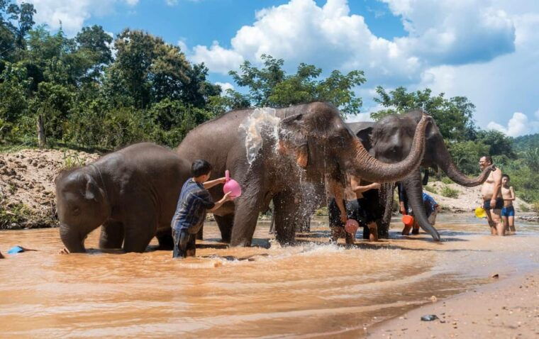 from-chiang-mai-kerchor-eco-elephant-park-tour