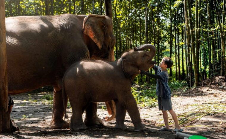 from-chiang-mai-kerchor-eco-elephant-park-tour