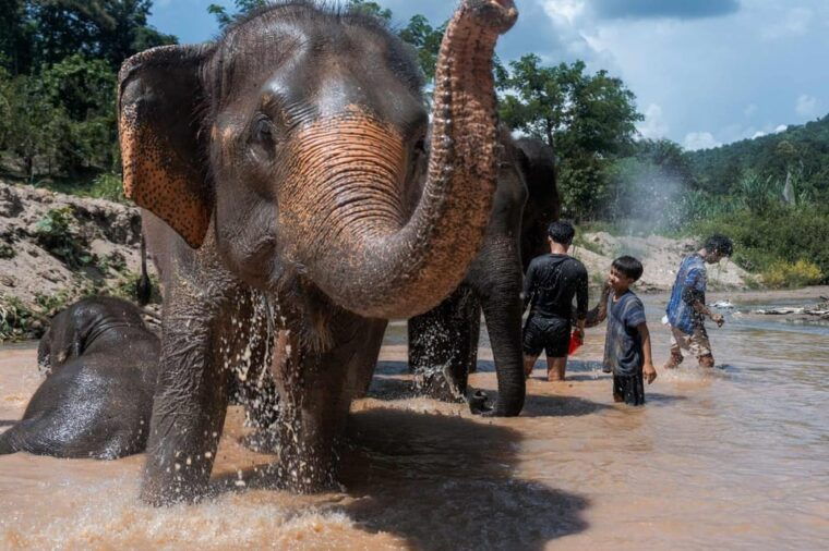from-chiang-mai-kerchor-eco-elephant-park-tour