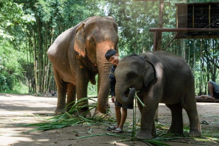 from-chiang-mai-kerchor-eco-elephant-park-tour