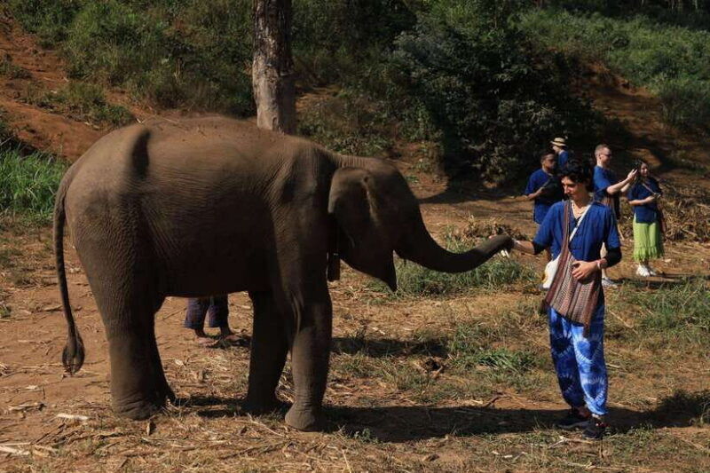 from-chiang-mai-living-green-elephant-sanctuary-tour