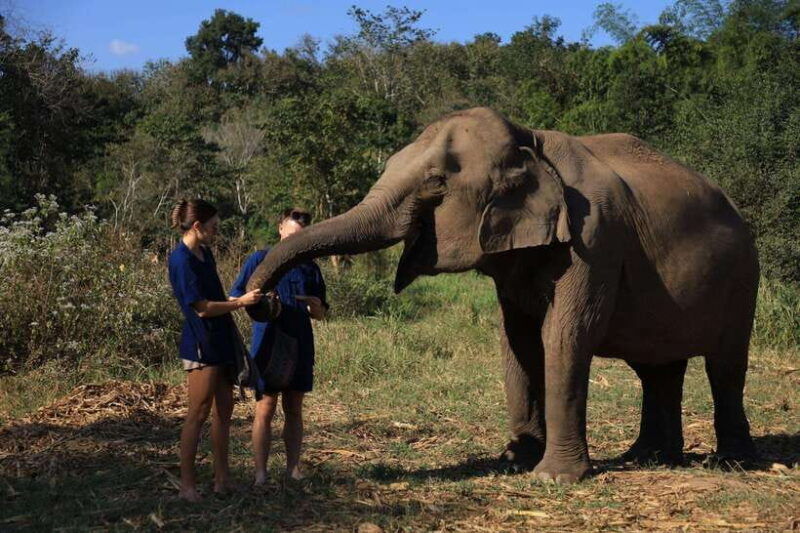 from-chiang-mai-living-green-elephant-sanctuary-tour