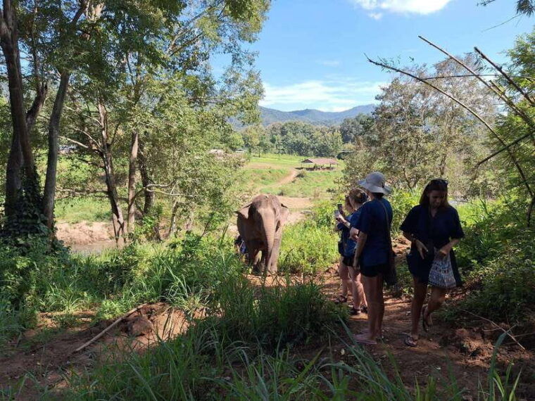 from-chiang-mai-living-green-elephant-sanctuary-tour